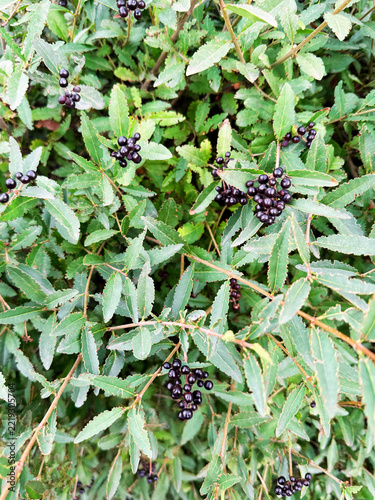 Ligustrum vulgare berries on a bright green bush