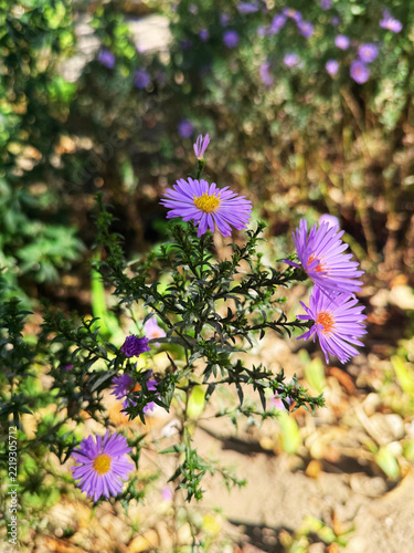 Close up of a aster dumosus or Symphyotrichum novi-belgii plant