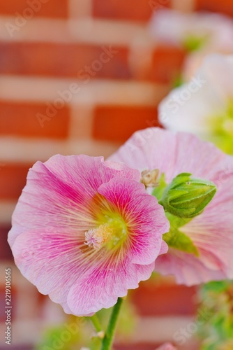 Pink hollyhock alcea rosea  flower in bloom