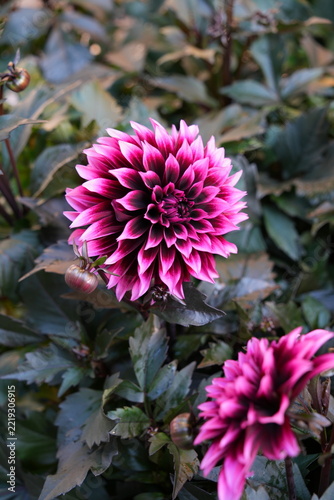 White and pink dahlia flower with bronze foliage