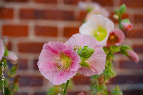 Pink hollyhock alcea rosea  flower in bloom