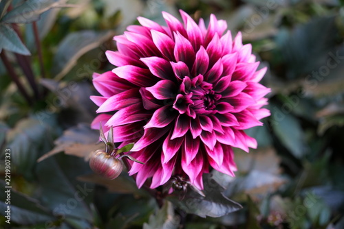 White and pink dahlia flower with bronze foliage