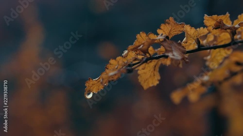 Fall Autumn Leaves In The Rain