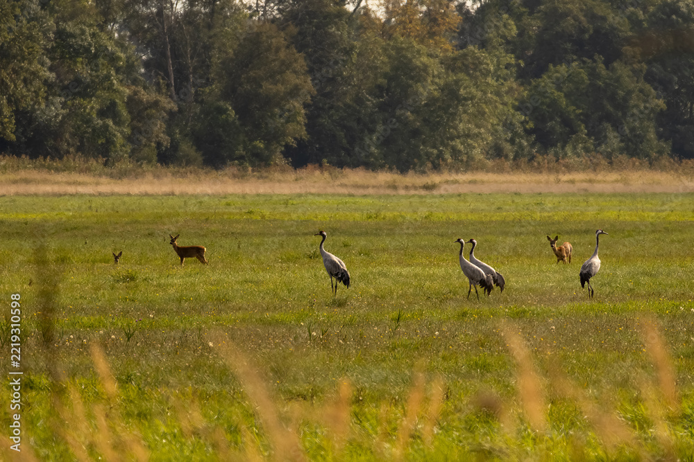 Fototapeta premium Cranes and roe deer together in a meadow near woodland
