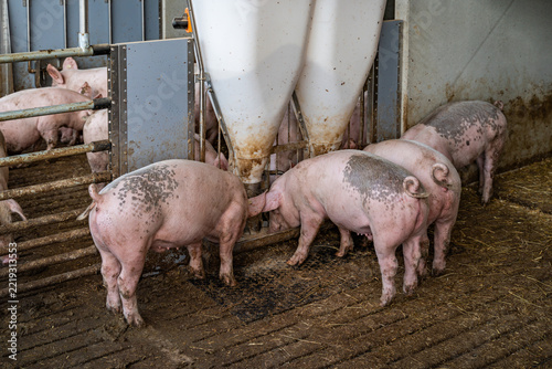 Mastschweine mit unkupiertem Ringelschwanz am Futterautomaten im Tierwohl-Stall der Haltungsstufe 3.
