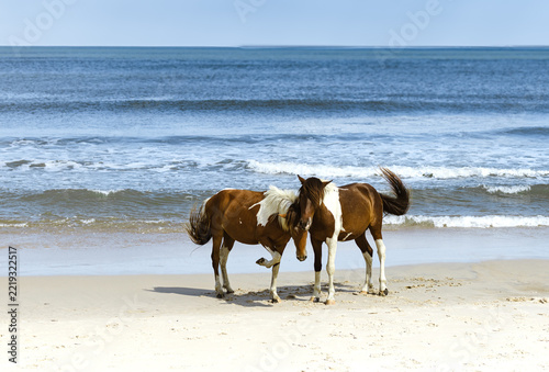 A group of wild horses walking along a sandy beach near the ocean, captured in a natural coastal landscape with soft light, a peaceful atmosphere, and a softly blurred background 