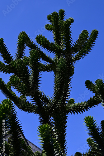 Monkey puzzle tree Araucaria araucana branches against clear blue sky