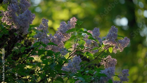 Blooming purple lilac branches in a spring garden. Fragrant flowers concept.