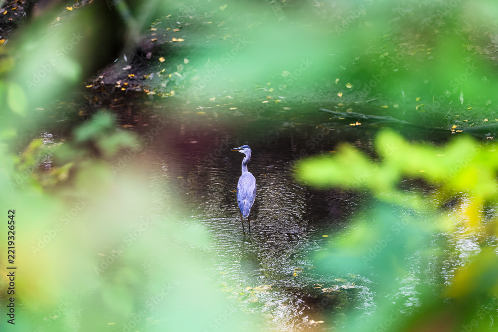Fototapeta premium un grand héron sur une rivière, Québec, Canada