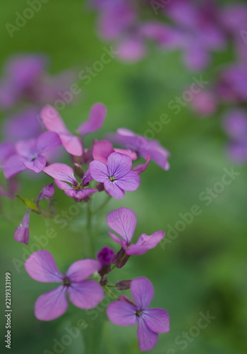 A series of flowers and plants photographed in different gardens 