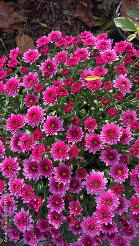 pink flowers in the garden