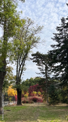 tree in the park