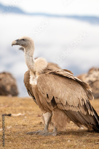 Obraz na plátně Griffon vulture (Gyps fulvus) photographed in Spain