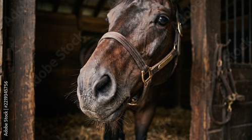 Giant thoroughbred horse stable headshot  
