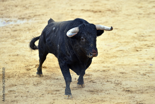 black bull with horns in the bullring on spain