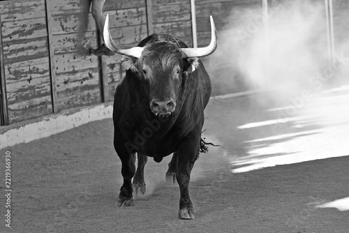 spanish bull with big horns in the spanish bullring