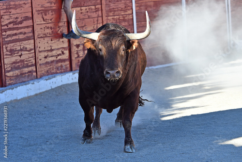 spanish bull with big horns in the spanish bullring