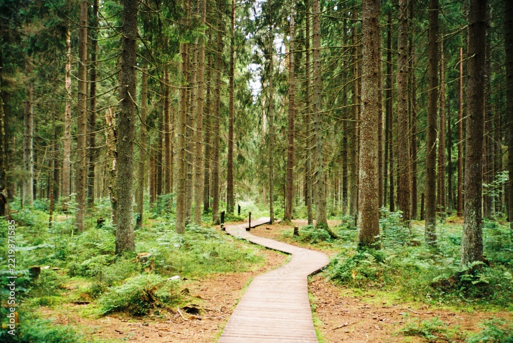 Fototapeta premium Winding Wooden Boardwalk Leading Through Dense Evergreen Forest 