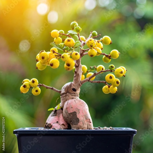 Bonsai tree in a pot outdoors.