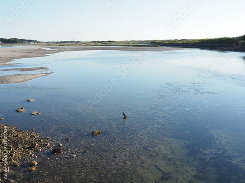great blue heron wading into Ogunquit river in Maine