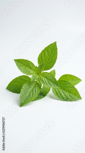 Fresh Lemon Basil Leaves (Daun Kemangi) Isolated on White Background Culinary Herb