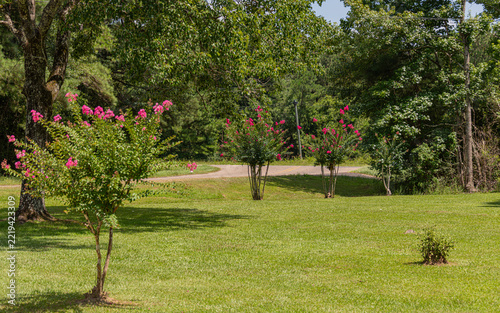A tranquil garden scene with vibrant Crepe Myrtle pink flowers on green lawns. Sunlight filters through the trees creating a peaceful atmosphere.
