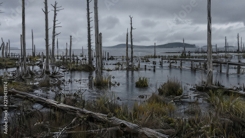 Coastal Ghost Forest with Dead Trees Submerged in Brackish Marsh due to Sea-Level Rise