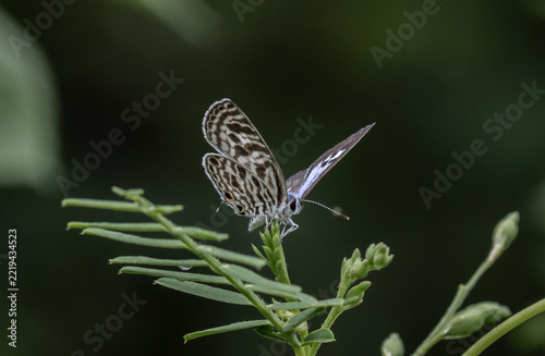 Castalius rosimon rosimon It is a macro photo shoot.
