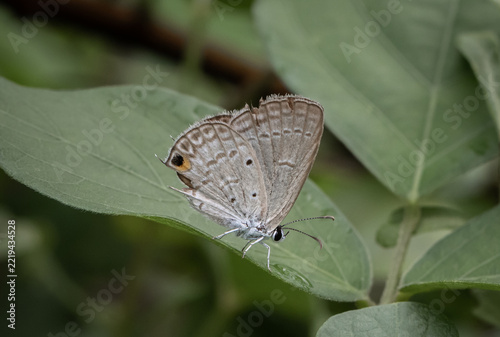 The Peablue Lampides boeticus  (Linnaeus,1767) on the green leaf macro shot.