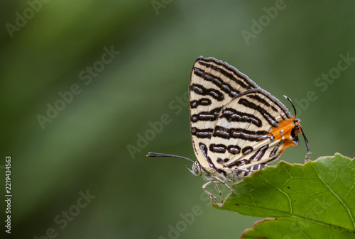 Spindasis syama terana (Club Silverline) on the green leaf macro shot.