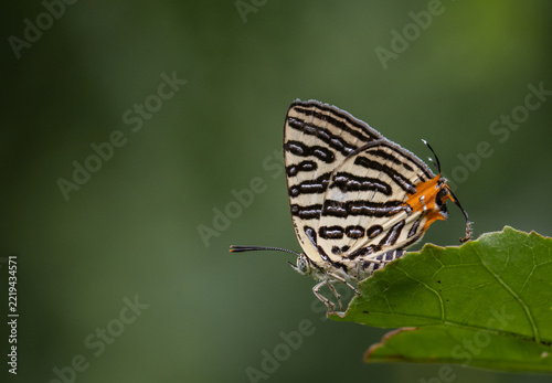 Spindasis syama terana (Club Silverline) on the green leaf macro shot.