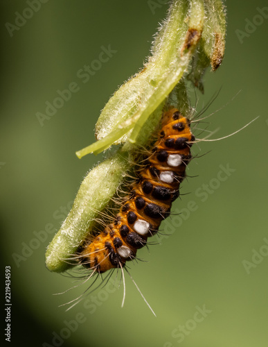 Thyrassia penangae is a species of moth in the family Zygaenidae. It is found in south-east Asia, including Peninsular Malaysia and China.