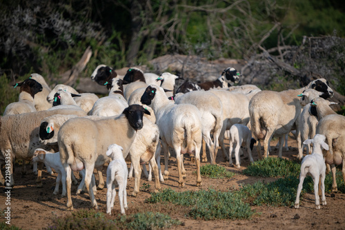 Group of sheep with lamb seen outdoors