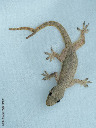 A small, brown house gecko rests on a light blue textured surface. It features a rare bifurcated (two-branched) tail, 09 October 2026 Indonesia