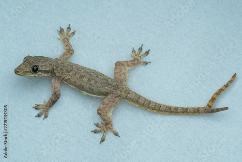 A small, brown house gecko rests on a light blue textured surface. It features a rare bifurcated (two-branched) tail, 09 October 2026 Indonesia
