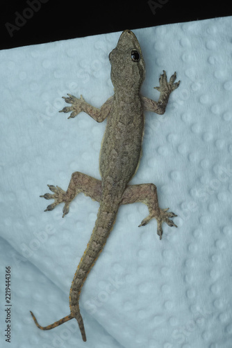A small, brown house gecko rests on a light blue textured surface. It features a rare bifurcated (two-branched) tail, 09 October 2026 Indonesia