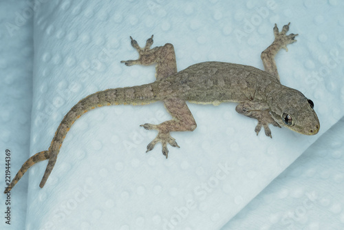 A small, brown house gecko rests on a light blue textured surface. It features a rare bifurcated (two-branched) tail, 09 October 2026 Indonesia