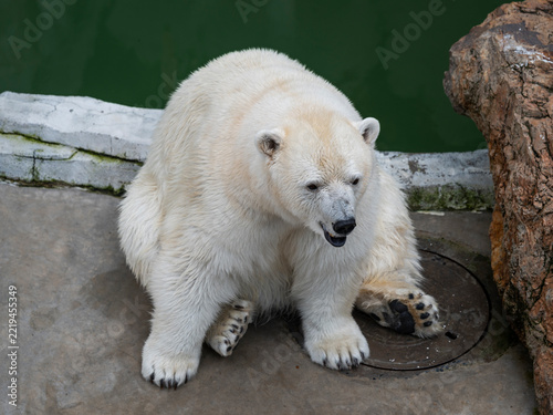 Obraz na plátně white polar bear in the zoo