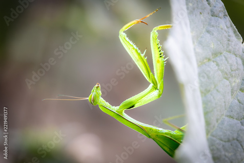 Green Praying Mantis Close-Up – Fascinating Insect (Mantis religiosa)