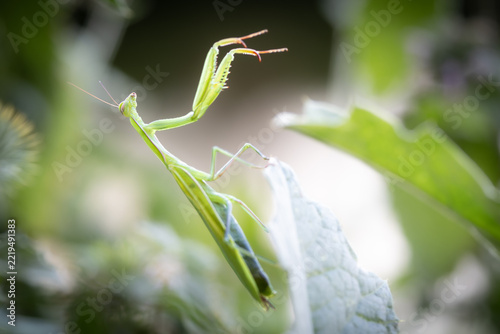 Green Praying Mantis Close-Up – Fascinating Insect (Mantis religiosa)