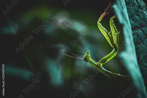 Green Praying Mantis Close-Up – Fascinating Insect (Mantis religiosa)
