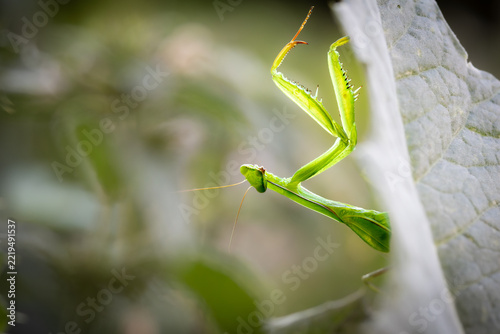 Green Praying Mantis Close-Up – Fascinating Insect (Mantis religiosa)