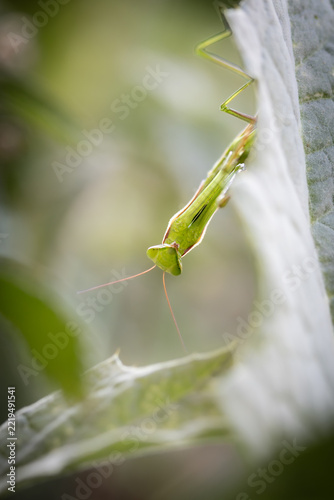 Green Praying Mantis Close-Up – Fascinating Insect (Mantis religiosa)