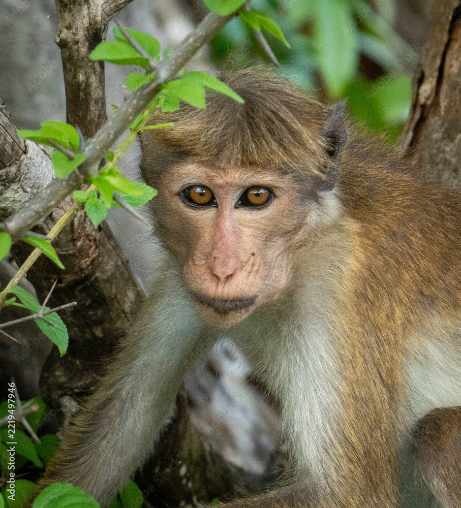Obraz premium Toque Macaque Peering Through Forest Branches in Sri Lanka