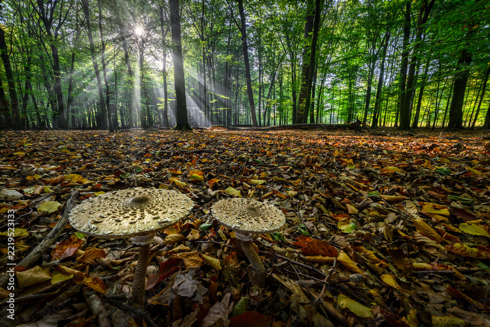 Fototapeta premium Sunny morning in the forest