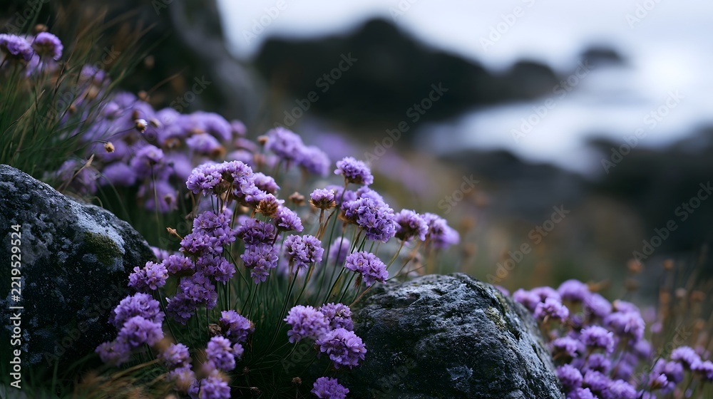 Naklejka premium Purple seaside flowers bloom among weathered rocks with a blurred ocean backdrop in soft natural light
