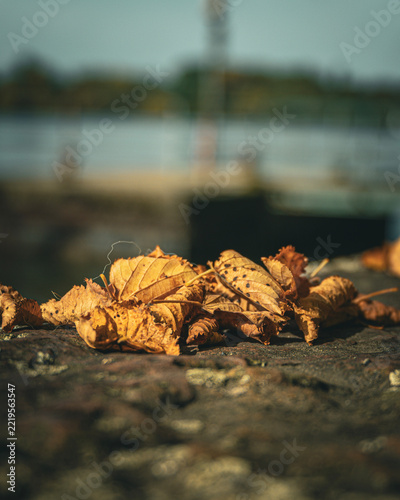 Fotografie Laub