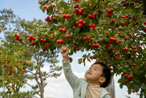 Fotografie Little boy reaching up to pick red hawthorn fruit from tree branch
