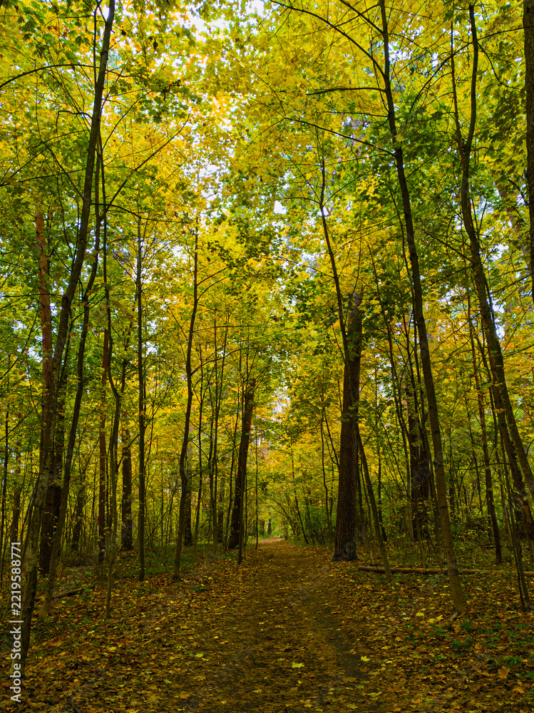Fototapeta premium Leaf-covered path winding through forest of golden autumn foliage. Fall woodland trail and deciduous trees. Seasonal change, nature and outdoor recreation. Vibrant fall colors.