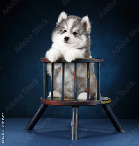A charming Siberian Husky dog stands on a small wooden chair with front paws resting on the backrest. 